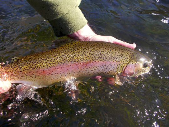 Rainbow Trout caught on the Holston River.
